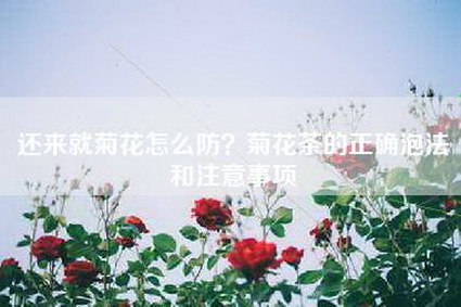 还来就菊花怎么防？菊花茶的正确泡法和注意事项